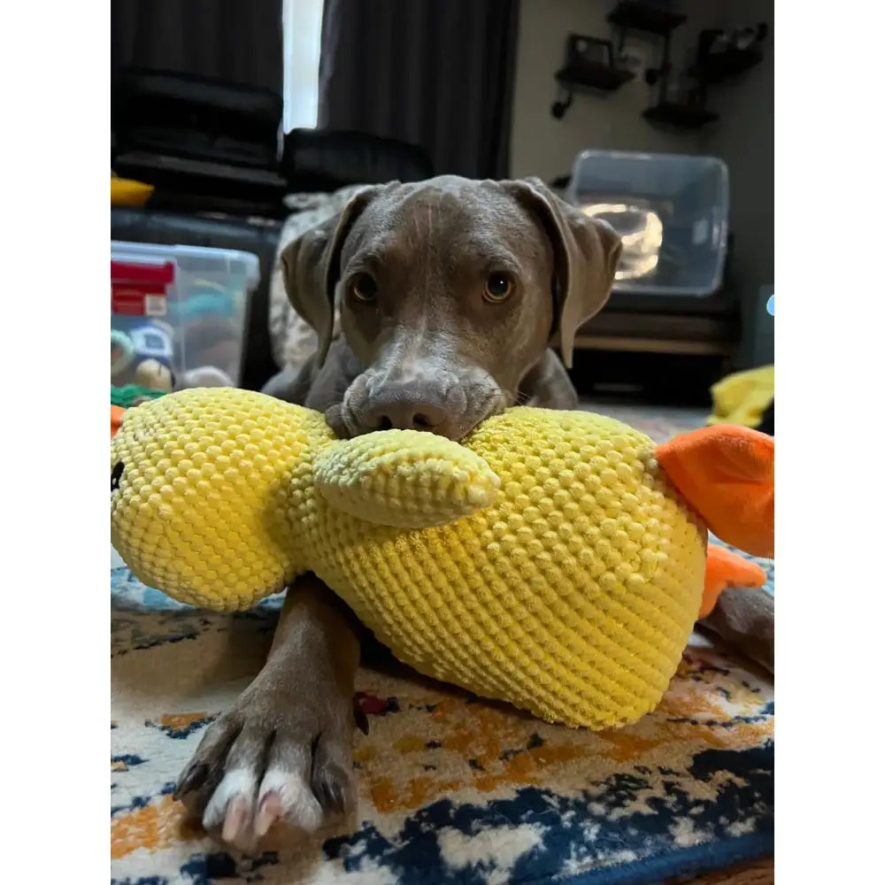 KalmMaatje — Zachte Rust voor je Huisdier